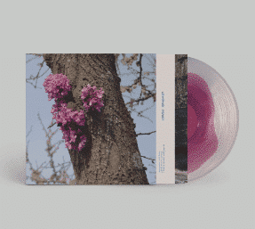 meeting with a judas tree - duval timothy