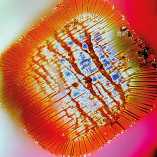 Nothing Stands Still (2LP)